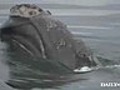 Whales in the NY Harbor