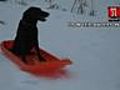 Caught On Camera: Dog Sleds Down Hill