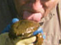 Kissing a Hellbender