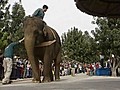 Elephant vs Basketball Team