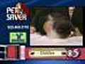 1/26 Petsaver: 'Diddles' - Tuxedo Persian Cat