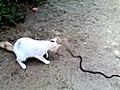 Snake Vs Cat