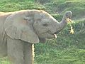 Elephant Calf Needs a Name