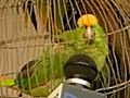 Colombia: Parrot arrested for helping drug traffickers