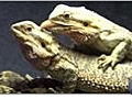 Bearded Dragon Care - How to Choose a Bearded Dragon