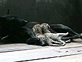 Dog Nurses Rare Tiger Cubs