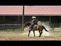 Sandman - a Great Minded Heeling Horse for Sale,  Team Roping Horse for Sale