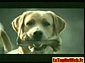 Animaux Fun Compil =)