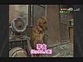 寵物大本營 22