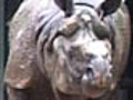 A Rhino&#039;s sad love story gets happy ending