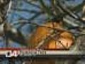 Do Pumpkins Grow On Trees In Iowa?