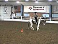 Who Painted Me -Horsemanship - For Sale