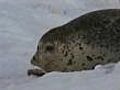 Russian seals not endangered - study