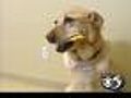 Healthy Pets - Dental Care