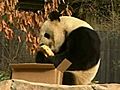 Pandas At Nat’l Zoo To Stay 5 More Years