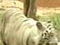 Poaching remains a threat in Ranthambore