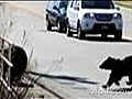 Black Bears Invade New Jersey Town