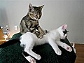 Kitten Massage Therapy