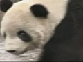 Panda emerges from quarantine in China