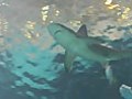 NEW! Sandbar Sharks at Georgia Aquarium!