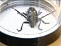 Everything you need to know about the Asian Longhorned Beetle