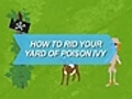 How To Rid Your Yard Of Poison Ivy