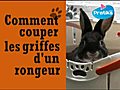 Comment couper les griffes d’un rongeur