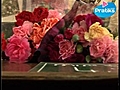 Tout ce qu’il faut savoir sur les oeillets (Dianthus...