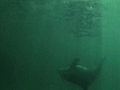 Mutual of Omaha’s Wild Kingdom: Stranded Dolphin Calf