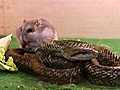 Snake Befriends Hamster