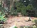 ZOO SAFARI lol