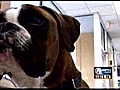 Disabled,  abandoned local dog finds new home, wheels (NewsChannel 5)