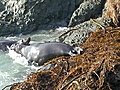 The Elephant Seals of San Simeon