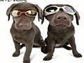 Dogs Who Love Sunglasses!