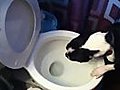 Dog uses toilet to throw up