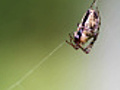 ?Spider on a silk