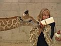 Giraffe Calf Is Bottle-fed