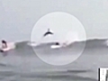 Video shows shark jumping over surfer in Fla.