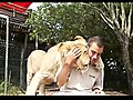 Lions Cuddle With Guy