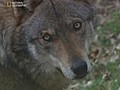 National Geographic - Mystery of the Wolf