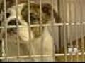 Could A Ban On Pet Sales Come To NYC?