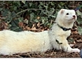 Ferret Care - Outdoor Safety