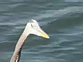 Royalty Free Stock Video HD Footage Close Up of a Great Gray Heron at the Water’s Edge in Jupiter Florida