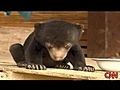 [CNN] 20080429_sleepy bear