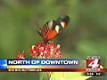 Butterfly exhibit at the San Antonio Zoo closed for the winter