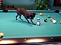 Chihuahua Playing Pool