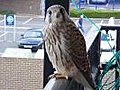 Kestrel Fledgling