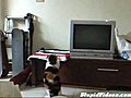 Cat Practices Jumping Before Jump