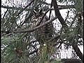 Long-eared Owls unusual visitors in Chicago