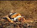 BBC Natural World 2011 A Tiger Called Broken Tail